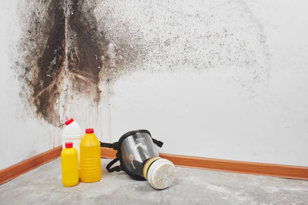 Best DIY Mold Remediation Support Services in Coldspring, TX