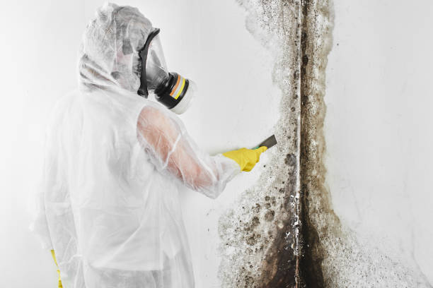 Professional Mold Remediation in Coldspring, TX