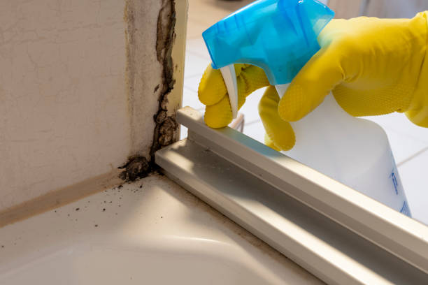 Best Industrial Mold Remediation in Coldspring, TX
