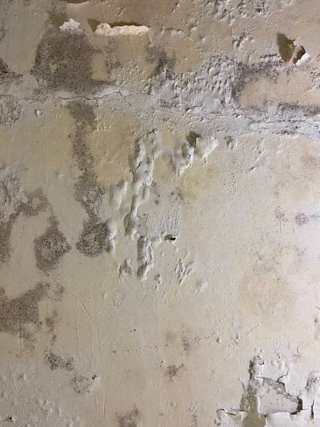 Best Mold Testing and Inspection Services in Coldspring, TX