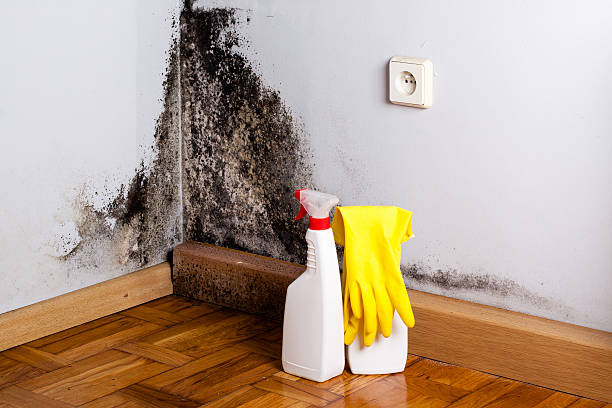 Best Kitchen Mold Remediation in Coldspring, TX