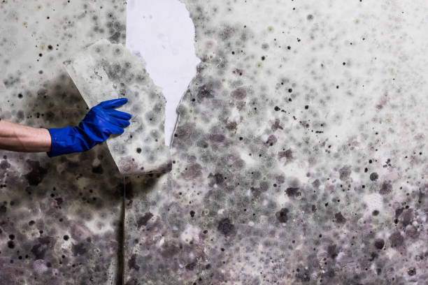 Best Post-Flood Mold Remediation in Coldspring, TX