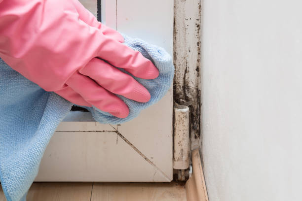 Best Mold Remediation for Schools in Coldspring, TX